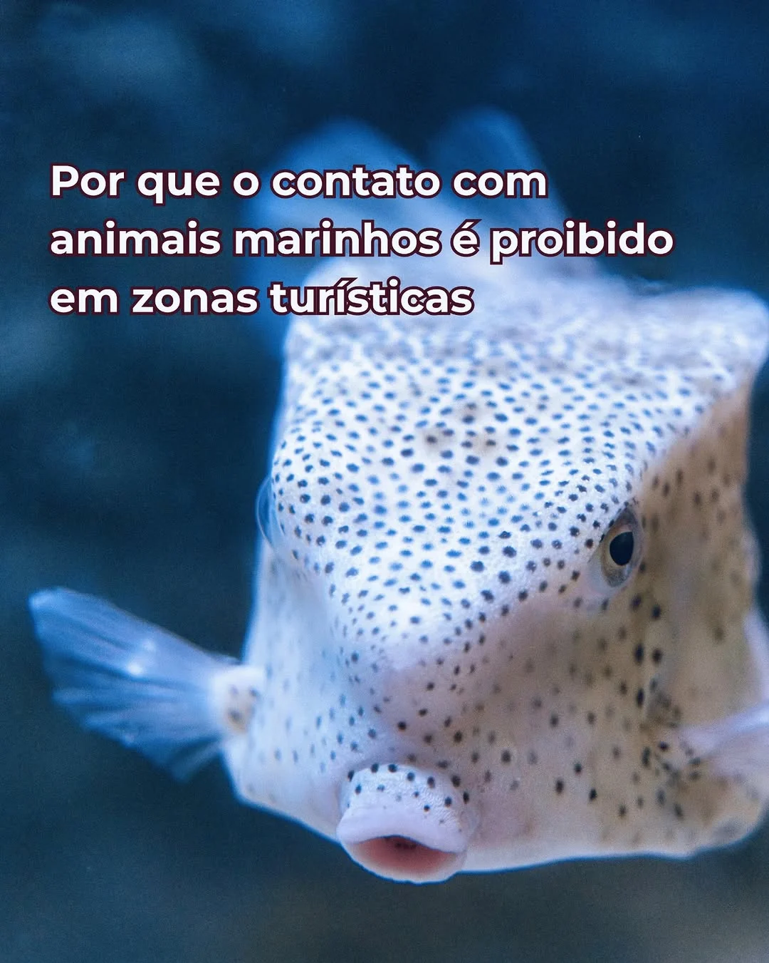 Why contact with marine animals is prohibited in tourist areas The episode in which a tourist was fined R$10,000 for…
