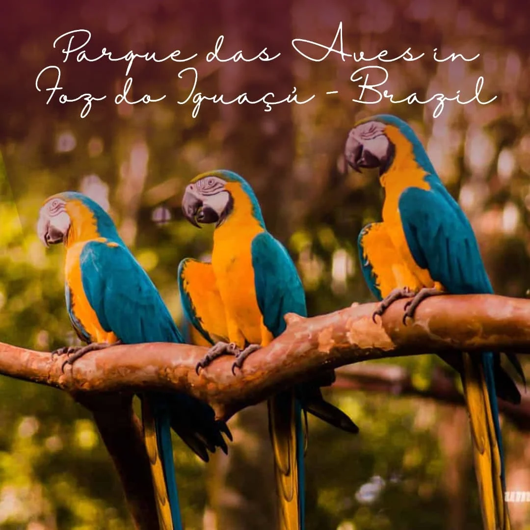 Parque das Aves is a stunning sanctuary dedicated to the conservation and appreciation…